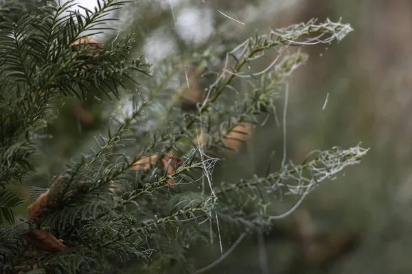 Dauwspinnenweb Tussen Grassen — Stockfoto