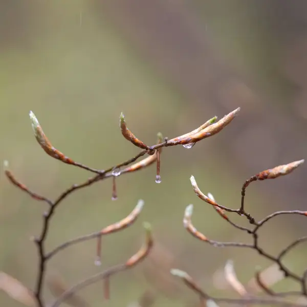Bloemknoppen Bladeren Van Een Beukenboom Een Regen Het Voorjaar — Stockfoto