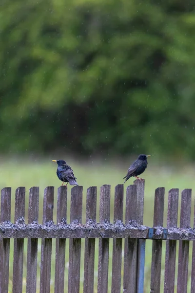 Zwei Stare Sitzen Regen Auf Einem Mit Moos Und Flechten — Stockfoto