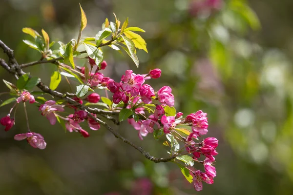 Pink Blooming Apple Blossoms Tree — Stock Photo, Image