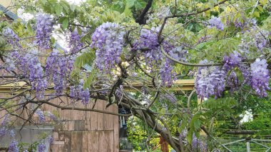 Salkımın mor çiçekleri