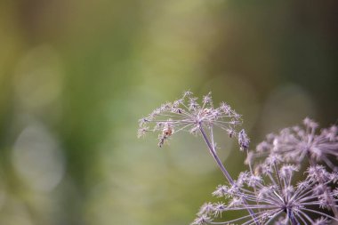 Sonbaharda kurumuş çiçek umbels