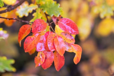Sonbaharda parlak renkli yapraklar
