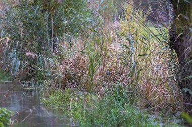 Gizli bir balıkçı, küçük bir derenin kıyısında kamufle olarak oturuyor.