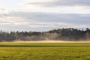 Ormanın kenarındaki bir çayırda sis var.