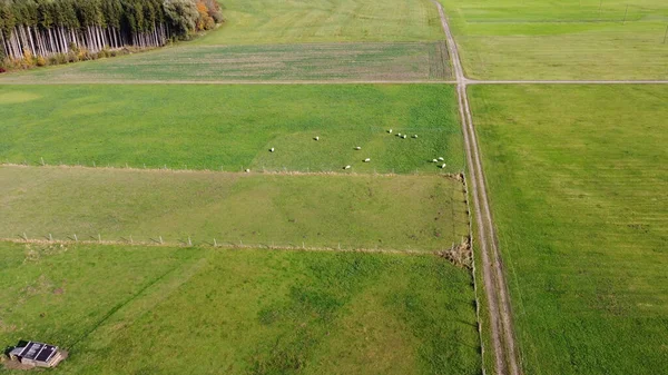 Hiltenfingen Yakınlarındaki Wertach Taki Tarım Arazisinden Çayırların Tarlaların Otlayan Koyunların — Stok fotoğraf