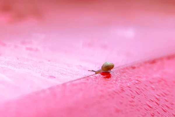 Kırmızı Arabanın Islak Çatısında Sürünen Küçük Bir Salyangoz — Stok fotoğraf