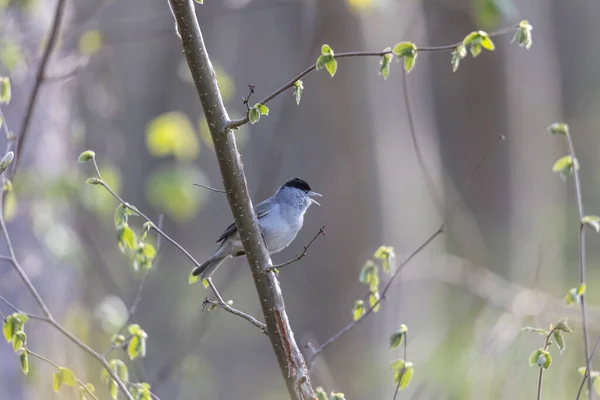 Blackcap Sings Forest Branch Blurred Background — Stock Photo, Image
