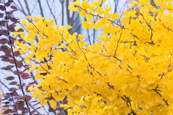 Felgekleurde Bladeren Herfst — Stockfoto