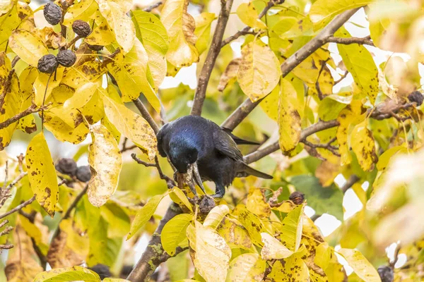 Eine Rabenkrähe Sitzt Einem Walnussbaum Und Stiehlt Nüsse — Stockfoto