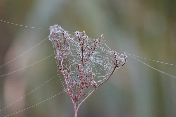 Rosée Toile Araignée Entre Les Herbes — Photo