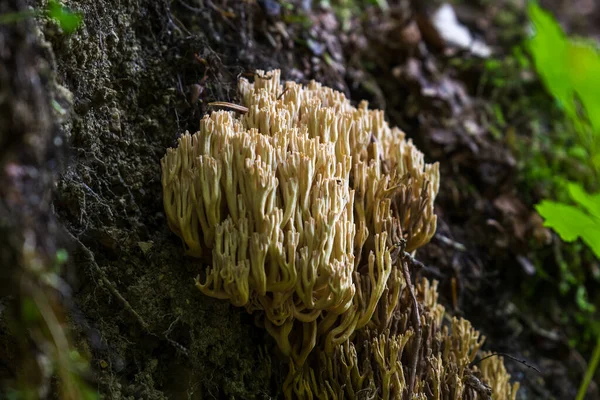 Small Mushrooms Tree Trunk — Stock Photo, Image