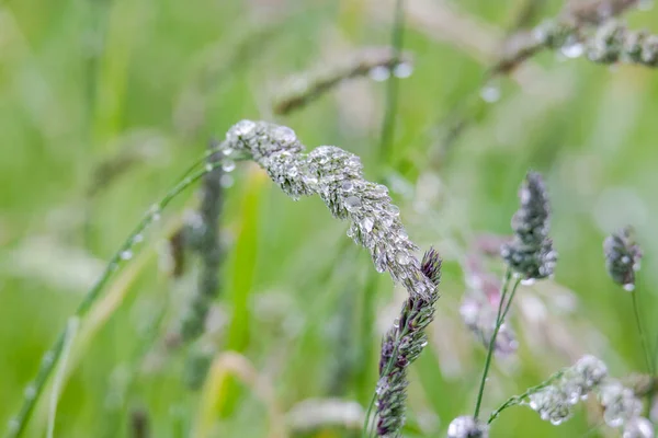 Gotas Chuva Brilham Nas Panículas Flores Gramíneas — Fotografia de Stock