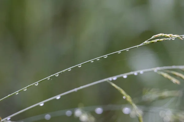 Esőcseppek Csillognak Fűfélék Virágain — Stock Fotó