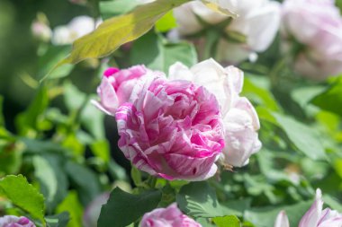 Gül çiçeğinin makro çekimi