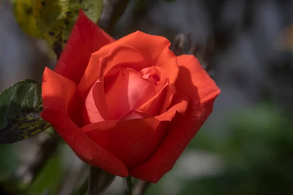 Macro Shot Rose Blossom — Stock Photo, Image