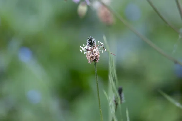 Bloem Van Een Lintwort Plant — Stockfoto