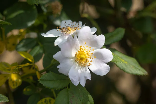 Macro Shot Rose Blossom — Stock Photo, Image