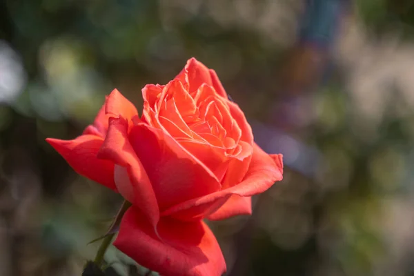 Macro Shot Rose Blossom — Stock Photo, Image