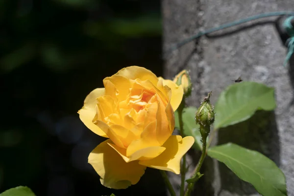 Macro Shot Rose Blossom — Stock Photo, Image