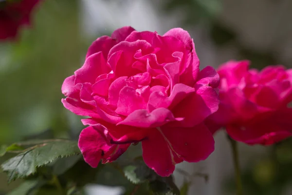 Macro Shot Rose Blossom — Stock Photo, Image