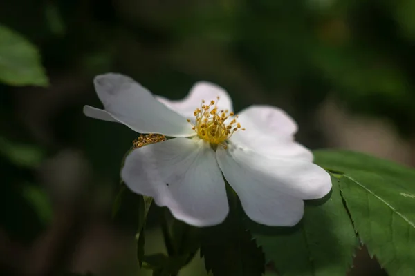 Macro Shot Rose Blossom — Stock Photo, Image
