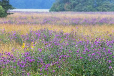 Orman kenarında devedikeni bitkisi olan doğal çayır.