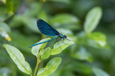 Erkek, mavi kanatlı, yaprağın üzerindeki küçük kız sineği.