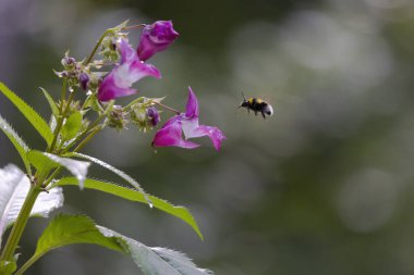 Knapweed 'in orkide gibi çiçekleri