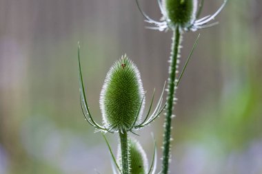 Kartın dikenli çiçek tomurcukları.