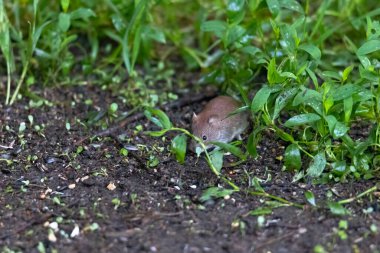 Kırmızı sırtlı tarla faresi, filizlenmiş tohumların arasında bir kuş yemliğinin altında yerde yiyecek arıyor.