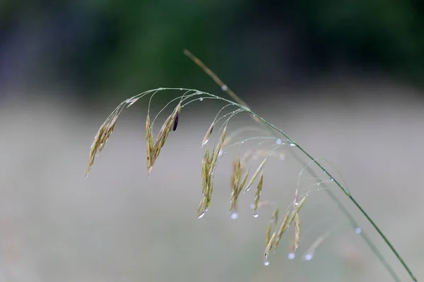 Florece Hierba Con Gotas Rocío Brillan Luz Del Sol — Foto de Stock