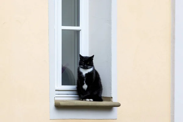 Černá Kočka Bílým Límcem Sedí Parapetu Žlutého Domu — Stock fotografie