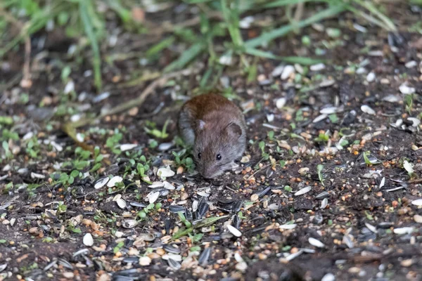 红背田鼠在萌芽种子中的鸟喂料下觅食 — 图库照片