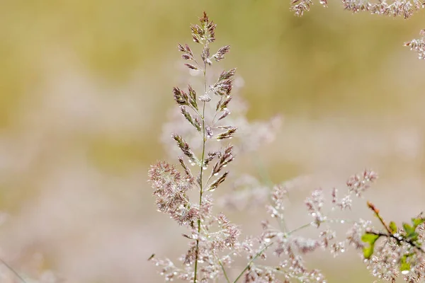Цвіте Трава Променями Роси Сяють Сонячному Світлі — стокове фото