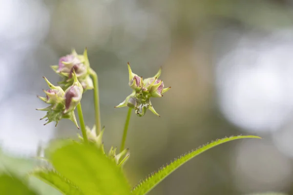 Orchideenartige Blüten Des Ranunkels — Stockfoto