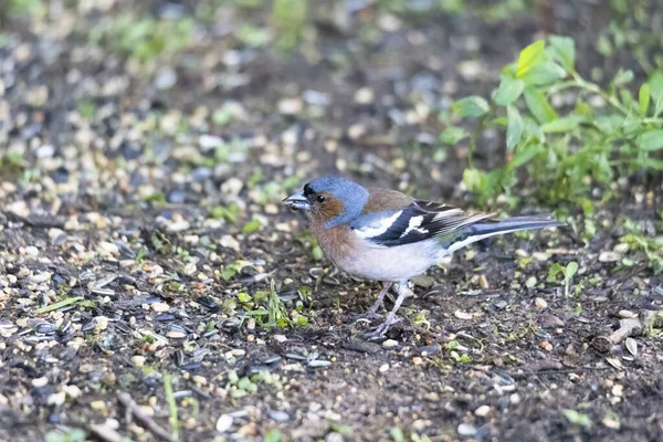 Chaffinch Assis Une Mangeoire Oiseaux — Photo