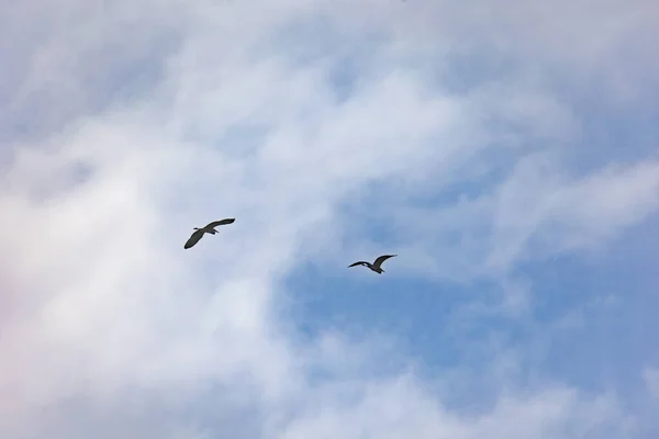 Deux Hérons Gris Volant Dans Ciel Bleu Légèrement Nuageux — Photo