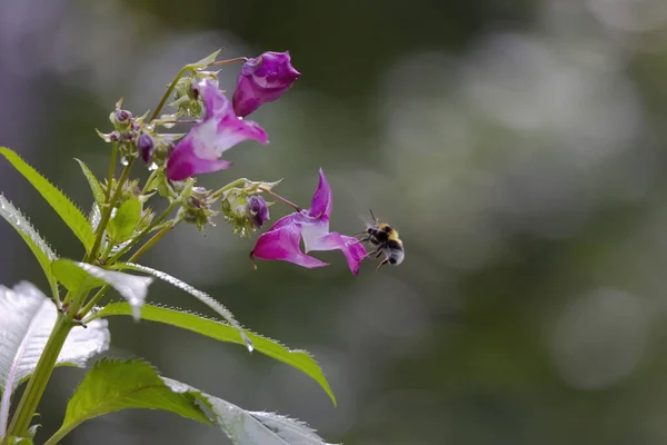 Orchideenartige Blüten Des Ranunkels — Stockfoto