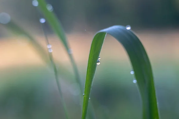 Raindrops on reed leaves against a blurred background