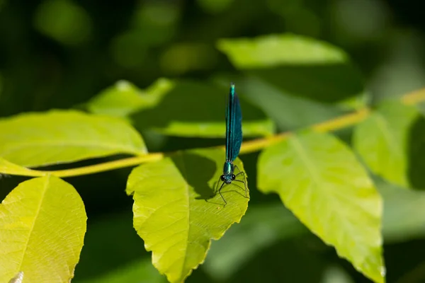 Male Blue Winged Girl Leaf — Stock fotografie