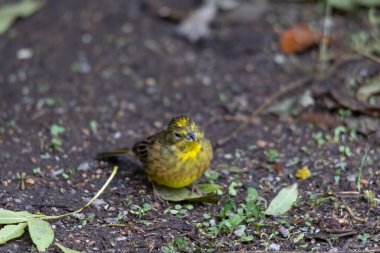 Sarı çekiç orman zemininde oturup yiyecek arıyor.
