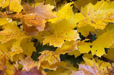 Sonbaharda parlak renkli yapraklar