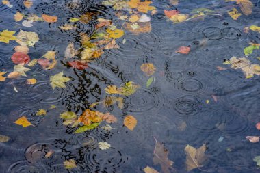 Sonbaharda parlak renkli yapraklar