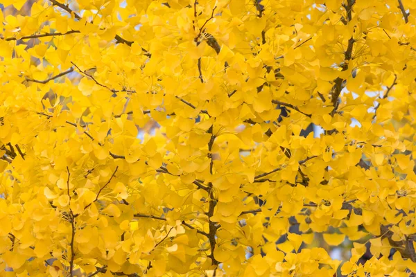 Felgekleurde Bladeren Herfst — Stockfoto