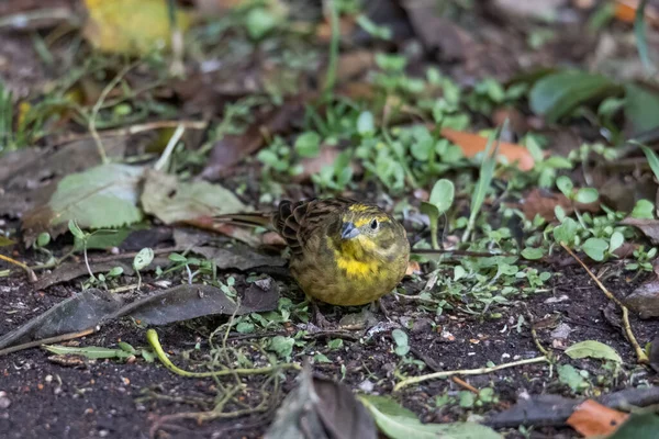 Yellowhammer Sitzt Auf Dem Waldboden Und Sucht Nach Nahrung — Stockfoto