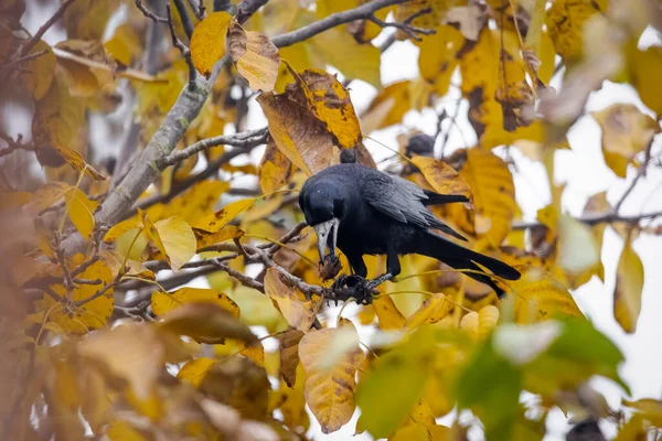 Corvo Siede Albero Noce Ruba Noci — Foto Stock