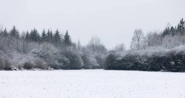 Śnieżna Łąka Skraju Lasu — Zdjęcie stockowe