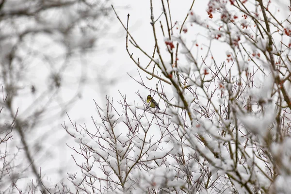 Ptáci Sedící Zasněžených Větvích Stromu — Stock fotografie