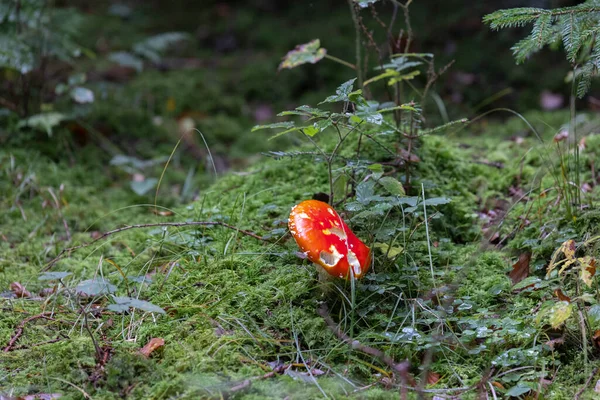 Giftiger Rot Leuchtender Fliegenpilz Gras — Stockfoto